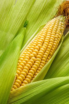 Fresh cob between green leaves