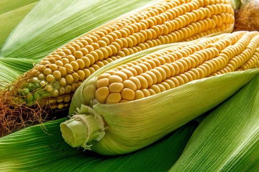 Fresh cob between green leaves