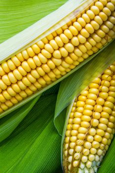 Fresh cob between green leaves