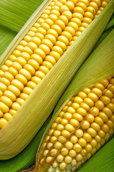 Fresh cob between green leaves