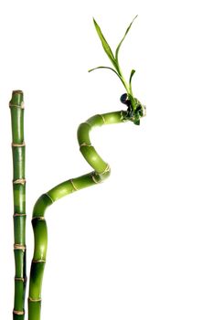 Bamboo isolated