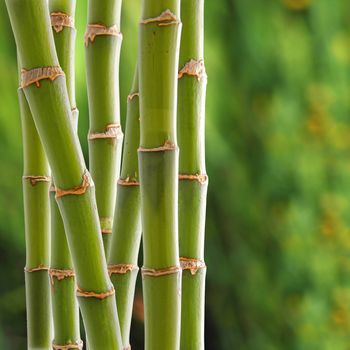 Beautiful fresh green bamboo background