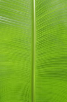 Green banana leaves use for the background