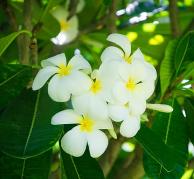 White Frangipani (plumeria) flower in a natural environment, including leaves, Hawaii, USA
