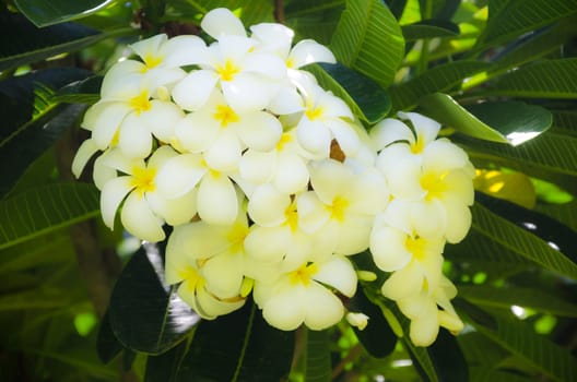 White Frangipani (plumeria) flower in a natural environment, including leaves, Hawaii, USA

