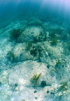 Underwater limestone rock formation in the Bahamas named Bimini Road 