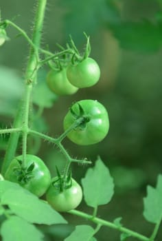 five green tomatoes on a vine in a fresh garden