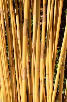bamboo growing in the jungle in panama
