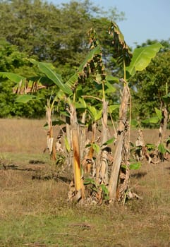 banana trees growing in the jungle in central america