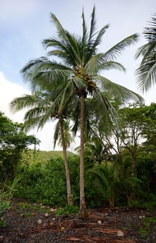 A Palm tree with coconuts in tropical destination
