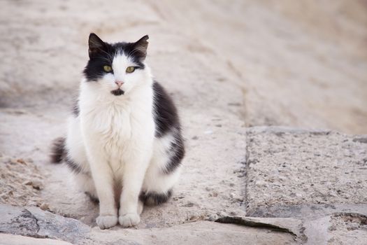 Black and white cat looking at camera with yellow eyes