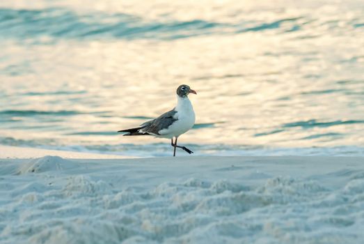 water life and beach scenes at destin florida