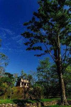 Tall leafy tree and ancient temple in Palenque, Mexico