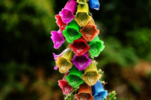 Foxglove flower with several different colors