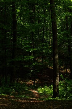 deciduous forest with European Beech trees