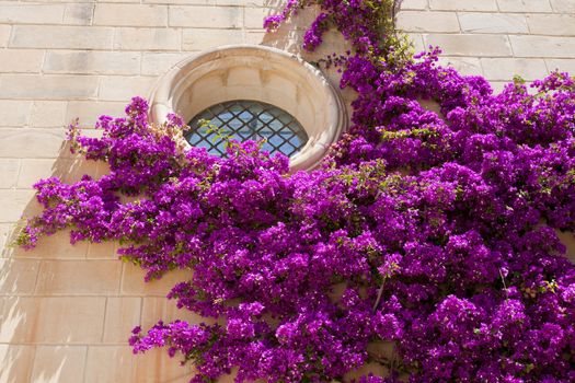 Purple bougainvillea climging on a facade an around a porthole window