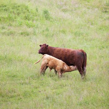 Brown cow and calf suckling in a prairie