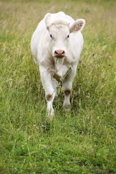 beautiful white cow on green grass
