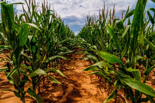 Corn field and sky with beautiful clouds / Corn field