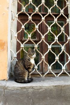 Domestic Cat Sitting on Windowsill