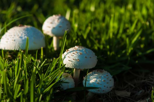 Photo of Poisonous white mushrooms in the garden.