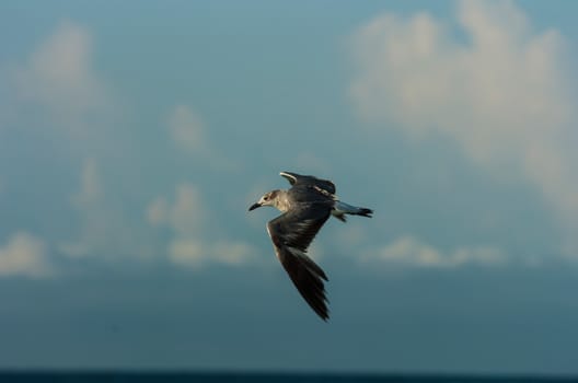 seagull flying ove ocean water in the morning