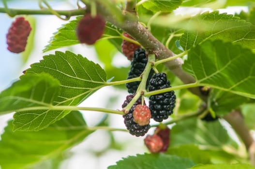 Ripe mulberry on the branches in bright sunlight