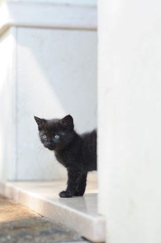 a black kitten looks out for the first time on the backyard