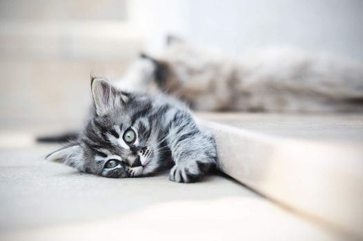 cute cats suffering from the heat, and lying on the doorstep