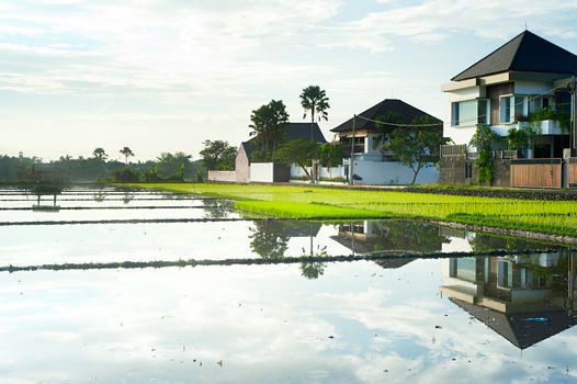 Cottages reflecting in rice field at sunset on Bali island, Indonesia