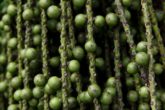 arenga pinnata palm seed background texture