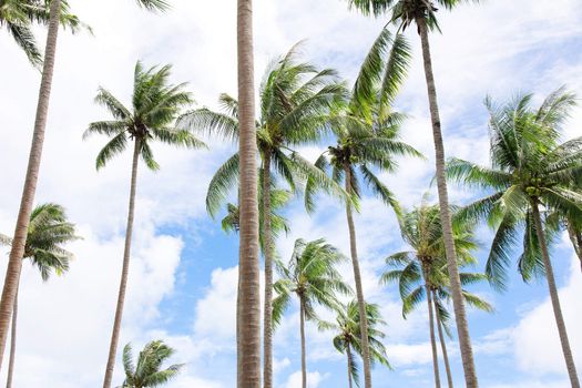 Group of coconut palm trees