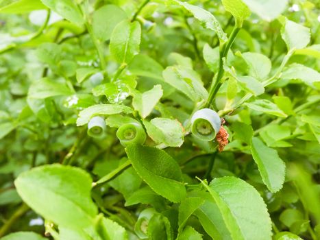 Uncultivated green blueberry, towards fresh green background