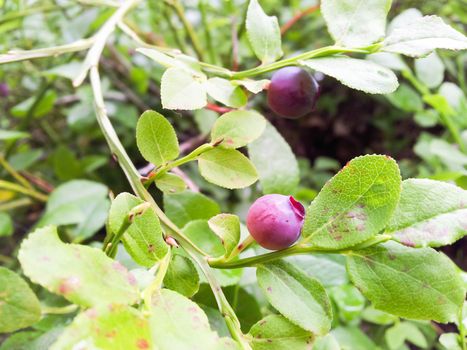 Uncultivated red blueberries, towards fresh green background