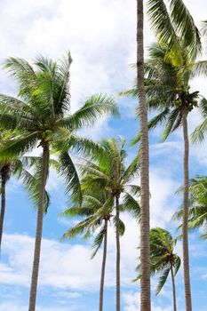 Group of coconut palm trees