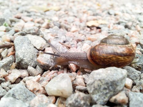 Snail with house, crossing a gravel road