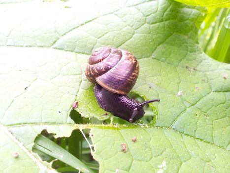 Snail with house, eating from a big green leaf