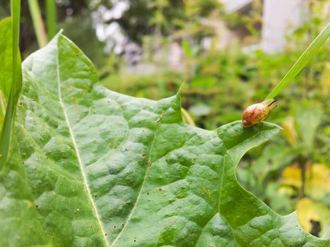 Baby snail on green leaf, short time after birth.