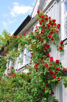 Rose climbing on a house