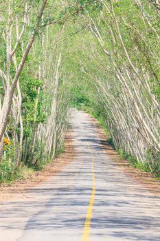 The road through the National Park, Thailand.