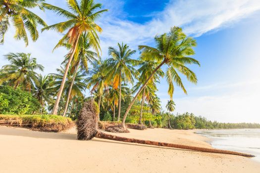 blue sky and palm trees gateway to white sand beach