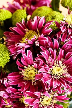 Close up of pink chrysanthemum