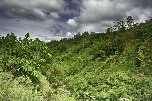 Coffee grows on a terraced hillside in Costa Rica.