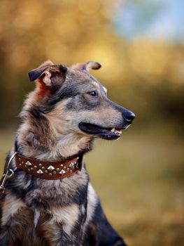 Dog on a grass. Not purebred dog. Doggie on walk. The large not purebred mongrel.