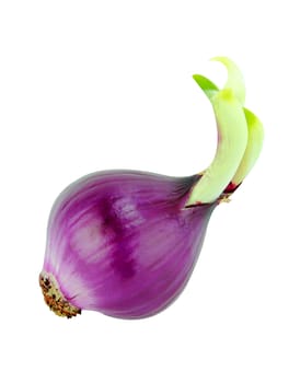 Ripe red onions on white background. with a clipping path