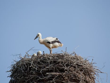 The white stork young baby birds costs in a big nest from rods