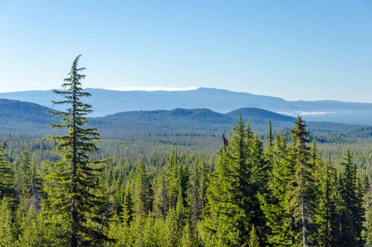 Tall green pine trees and beautiful hills in Central Oregon, USA
