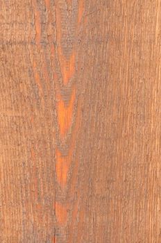 Background close-up of cedar wood.