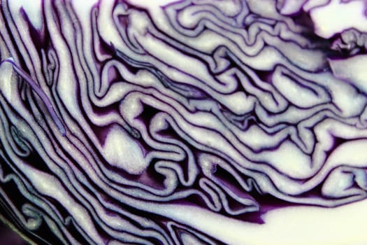 fresh red cabbage background