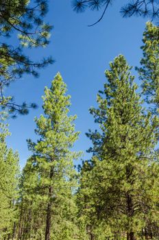 Pine trees in the dry climate of Central Oregon